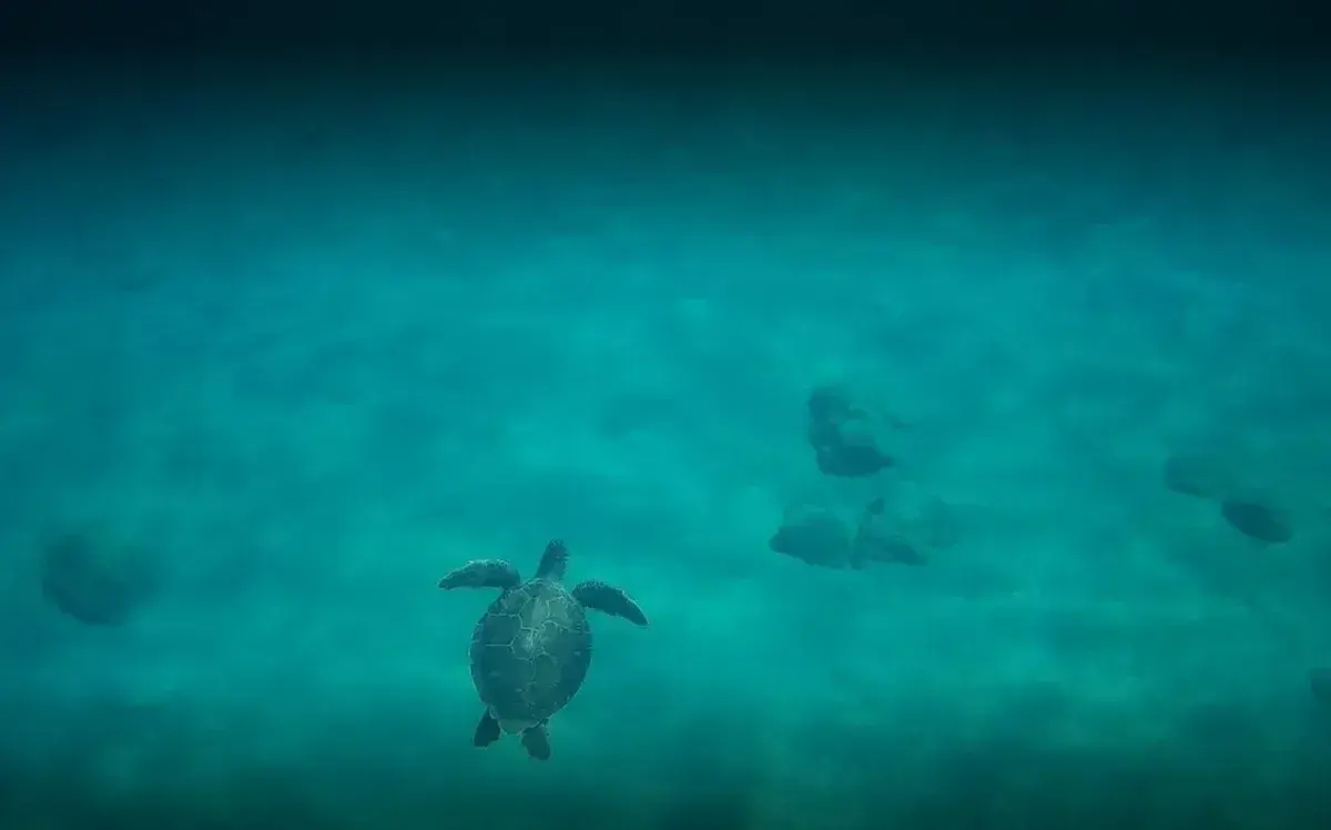 Sea Turtles in Sazak Bay in Adrasan, Turkey