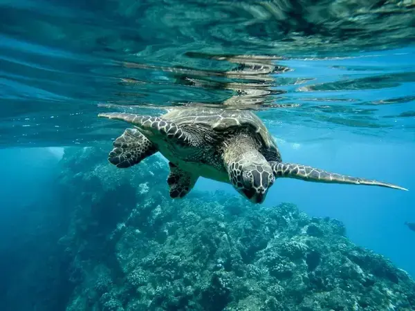 Carettas of Suluada Island in Antalya Turkey